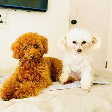 シフォンちゃん　シトロン君　仲良くツーショット