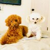 シフォンちゃん　シトロン君　仲良くツーショット