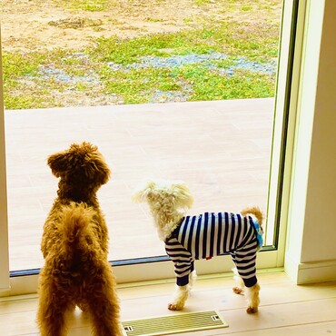 シフォンちゃん　シトロン君　ふたりでお外を見てます