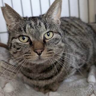 白血病キャリア　甘えん坊で人が大好きです。