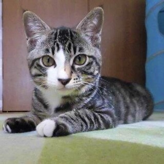 活発で楽しそうに遊ぶはやて