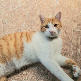 はじめまして茶々です！