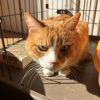 人間大好き♡甘えん坊のマロンくん