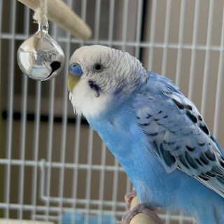 セキセイインコの雄