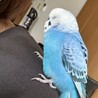 セキセイインコの雄 サムネイル3