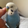 セキセイインコの雄 サムネイル4