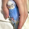 セキセイインコの雄 サムネイル5