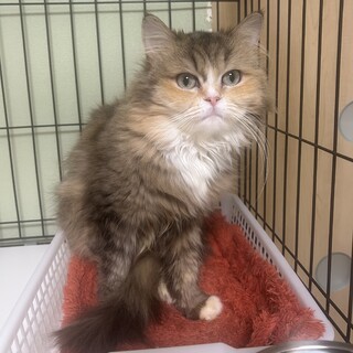 パステルサビ長毛★あざみちゃん