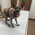 おメメがキラキラのスフィンクスくん