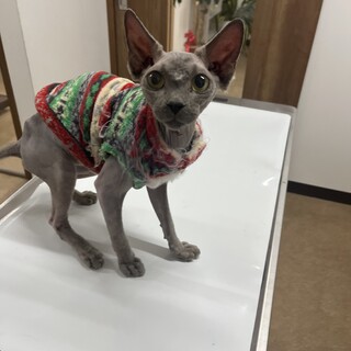 おメメがキラキラのスフィンクスくん