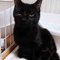 小さな黒猫のタンゴくん　ずっとのおうち探し中
