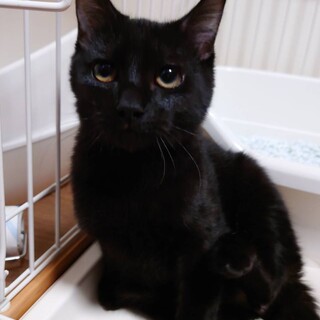 小さな黒猫のタンゴくん　ずっとのおうち探し中