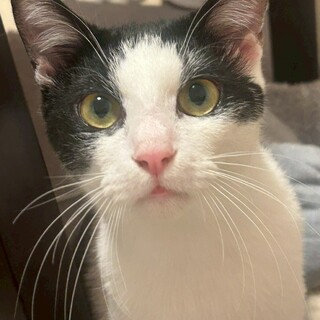 【つぶらな瞳が可愛い】ピッピくん