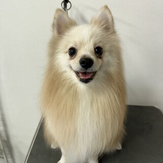 ポメラニアンの男の子です。
