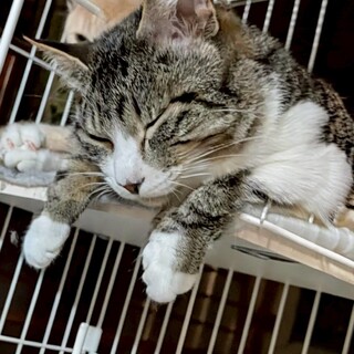 ノア(旧サルビア)くん