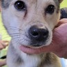 崖っぷちの野犬の子犬ダッツ サムネイル1