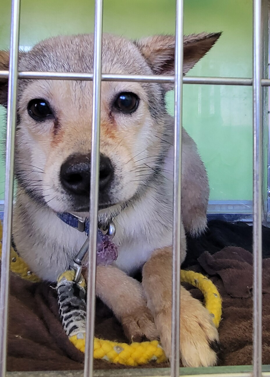 崖っぷちの野犬の子犬ダッツ サムネイル2