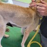 崖っぷちの野犬の子犬ダッツ サムネイル5