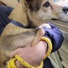崖っぷちの野犬の子犬ダッツ サムネイル6