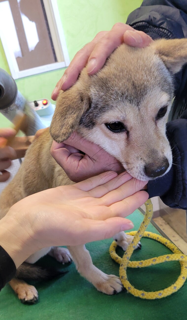 崖っぷちの野犬の子犬ダッツ サムネイル7