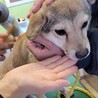 崖っぷちの野犬の子犬ダッツ サムネイル7