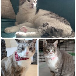 3匹の譲渡半年後の家庭訪問