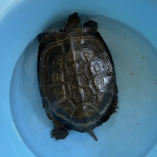 クサガメの里親募集します