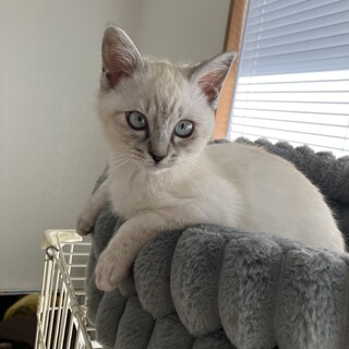 人馴れ抜群！シャムミックス女の子