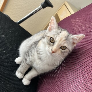 人馴れ途中！くるりんしっぽパステル三毛の女の子