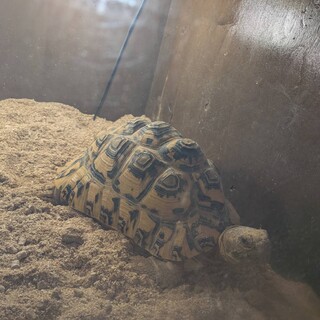 ヒョウモンリクガメの里親募集です