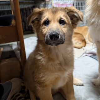 7つの子「くりくん」