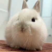 もっちーに　（仮名）