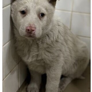 まだ子犬です❗️収容期限2/16迄❗️延長なし