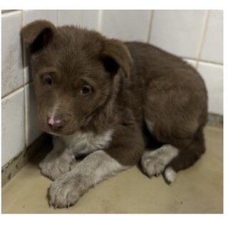 まだ子犬です❗️収容期限2/16迄❗️延長なし