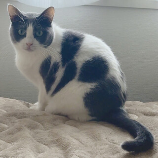 【1匹譲渡・単身可】ゆっくり見守ってほしいグレー白