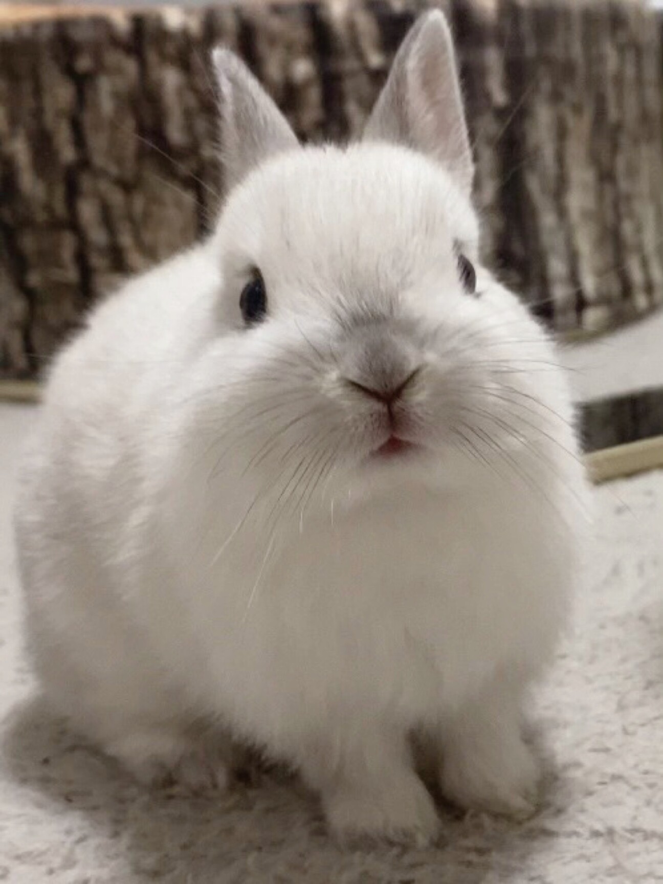 ネザーランドドワーフの赤」広島県 - 小動物の里親募集(535819) 1枚