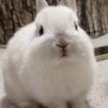 ネザーランドドワーフの赤ちゃん　