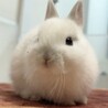 ネザーランドドワーフの赤ちゃん　 サムネイル2