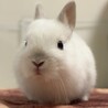 ネザーランドドワーフの赤ちゃん　 サムネイル3