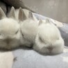 ネザーランドドワーフの赤ちゃん　 サムネイル4