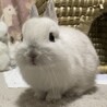 ネザーランドドワーフの赤ちゃん　 サムネイル5