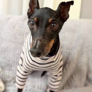 穏やかなトイマン流ノ介くん