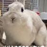 ネザーランドドワーフの赤ちゃん　 サムネイル6