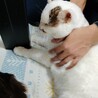 引っ越しで飼い主さんと別れたメロンちゃん サムネイル3