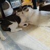 引っ越しで飼い主さんと別れたメロンちゃん サムネイル7
