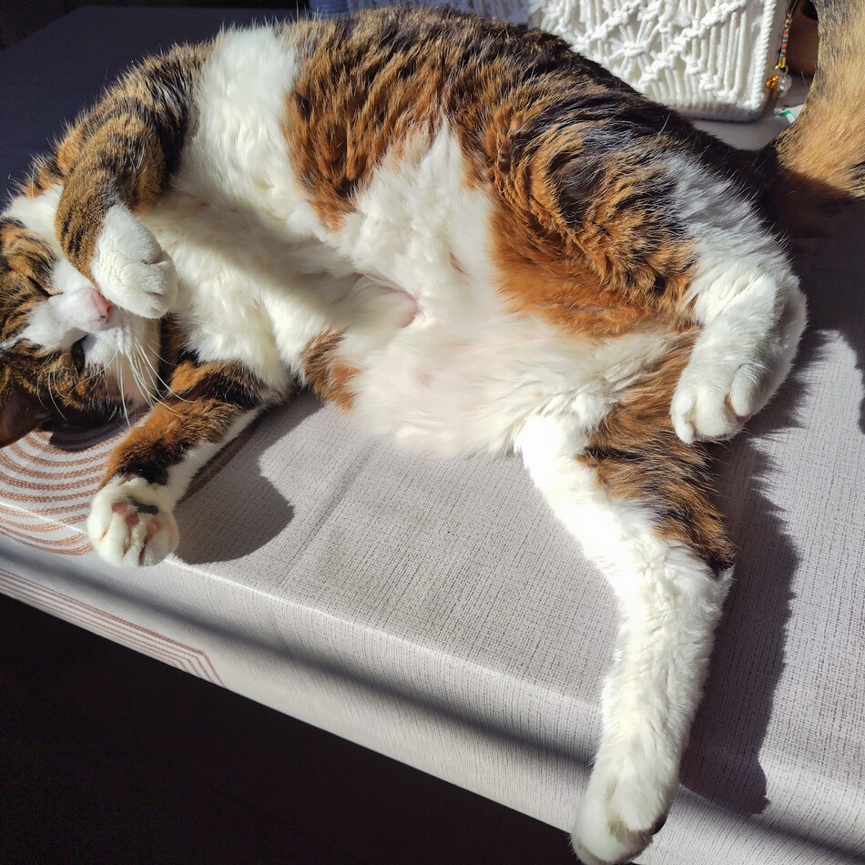 おうちゃんのカバー写真