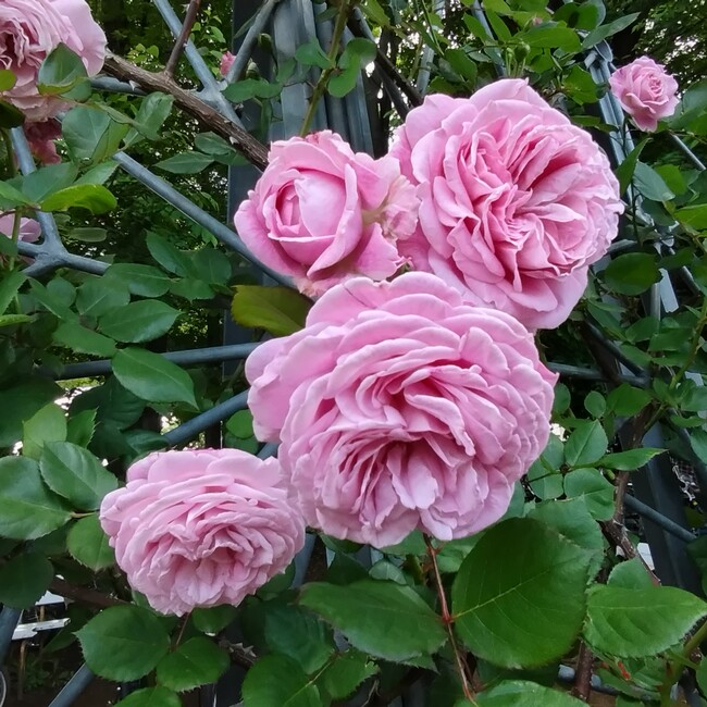 kanapoのカバー写真