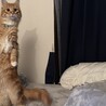 オタチ