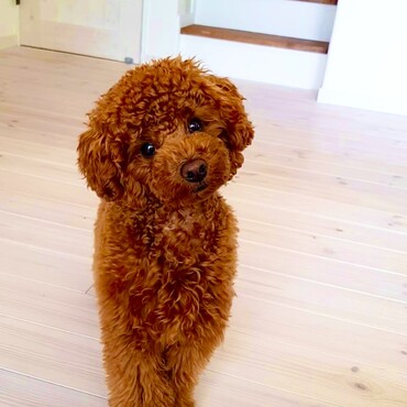 シトロン君　可愛いすぎるお顔