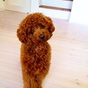 シトロン君　可愛いすぎるお顔